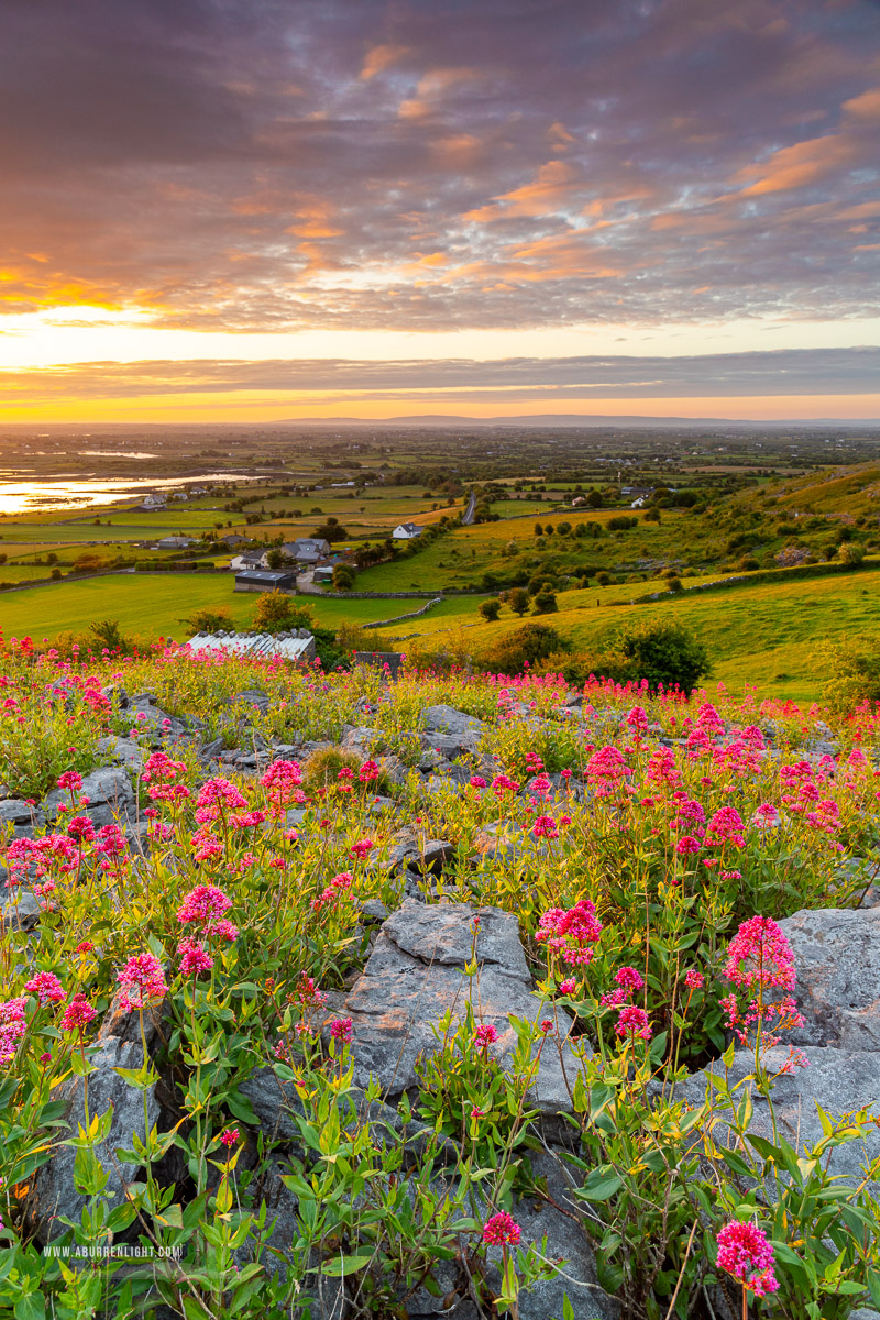 Abbey Hill Burren Clare Ireland - abbey hill,flowers,golden,june,orange,red,spring,sunrise,valerian,hills