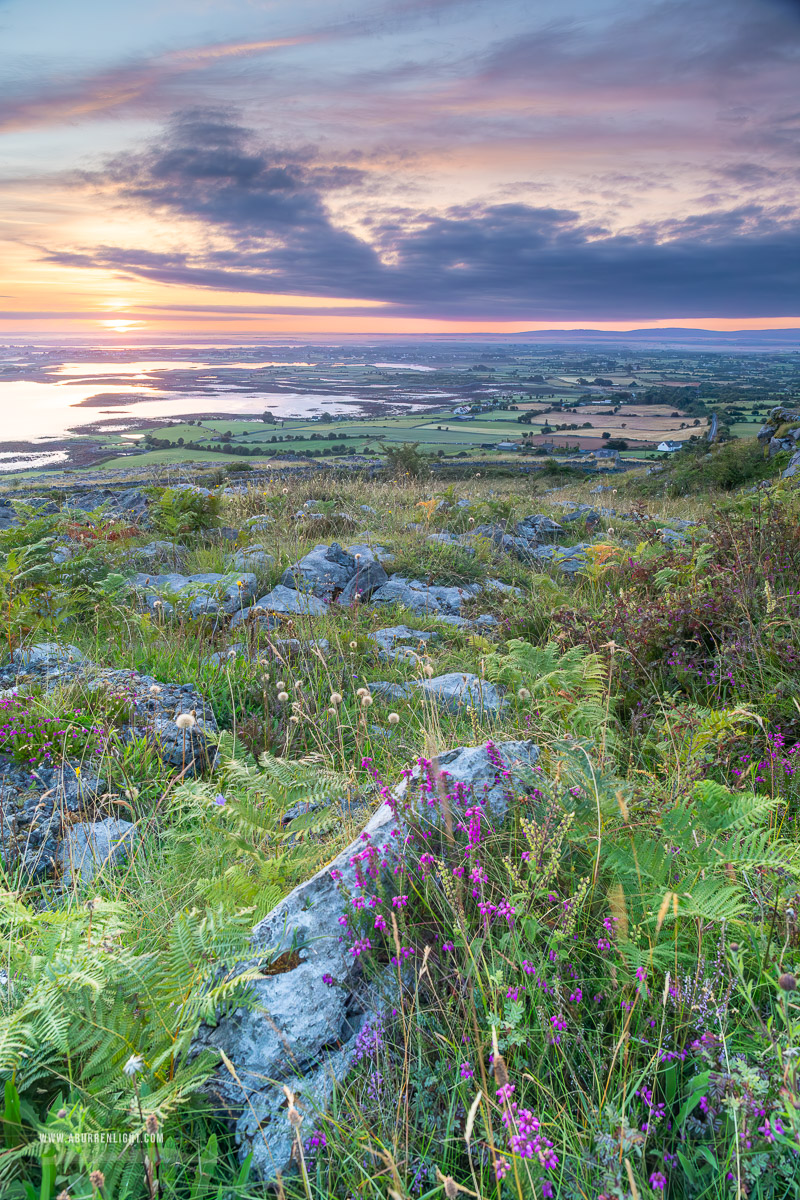 Abbey Hill Burren Clare Ireland - abbey hill,ferns,flower,golden,hills,july,summer,sunrise