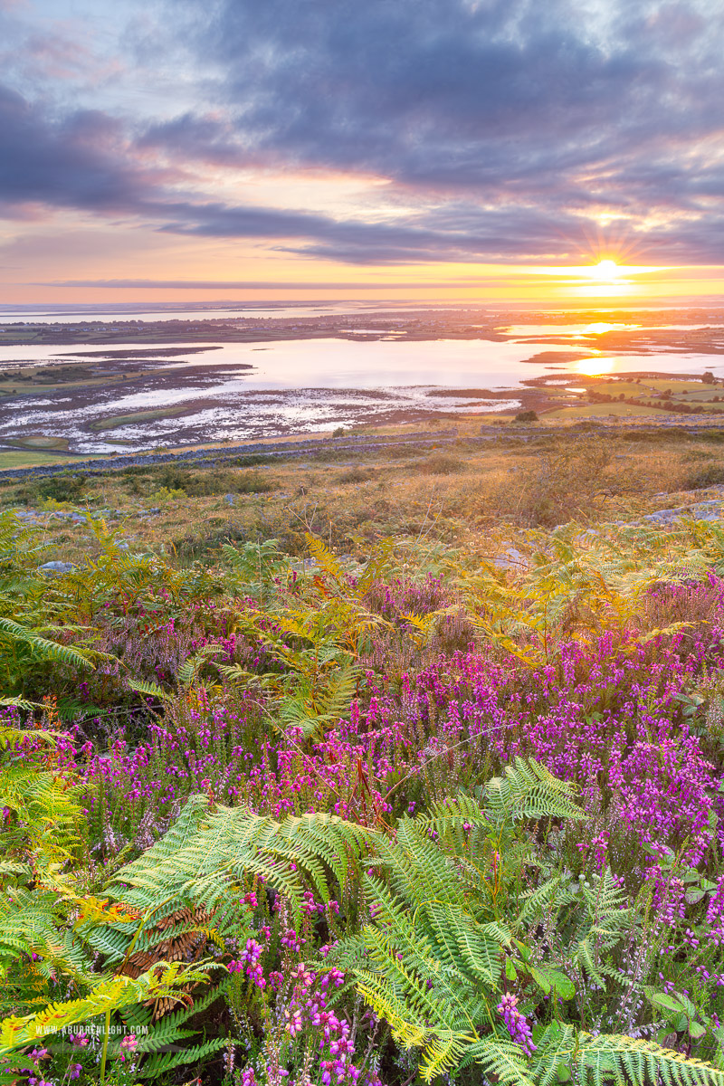 Abbey Hill Burren Clare Ireland - abbey hill,ferns,flower,golden,heather,hills,july,summer,sunrise