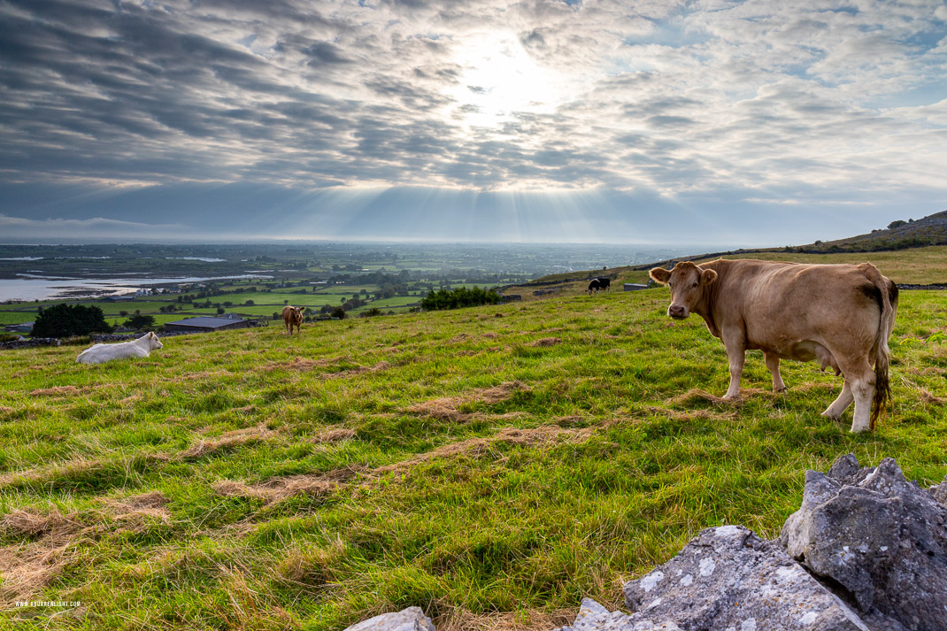 Abbey Hill Burren Clare Ireland - abbey hill,animal,cow,september,summer,sunrise,hills