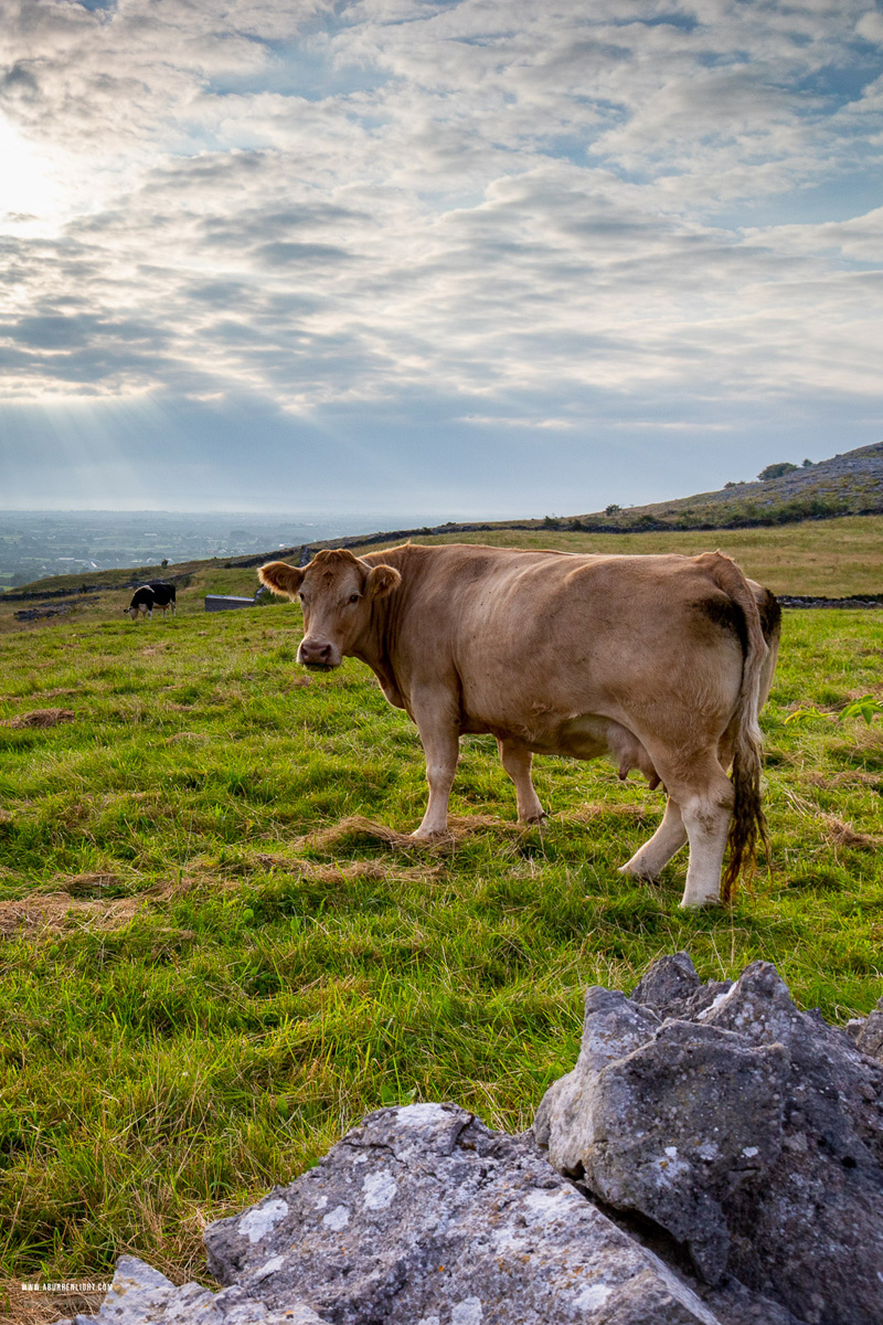 Abbey Hill Burren Clare Ireland - abbey hill,animal,rural,september,summer,sunrise,hills,cow