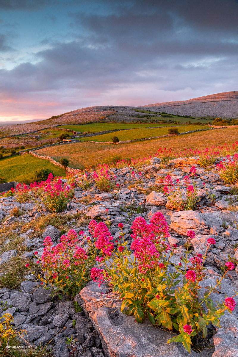 Abbey Hill Burren Clare Ireland - abbey hill,flower,may,spring,sunrise,golden,hills,valerian