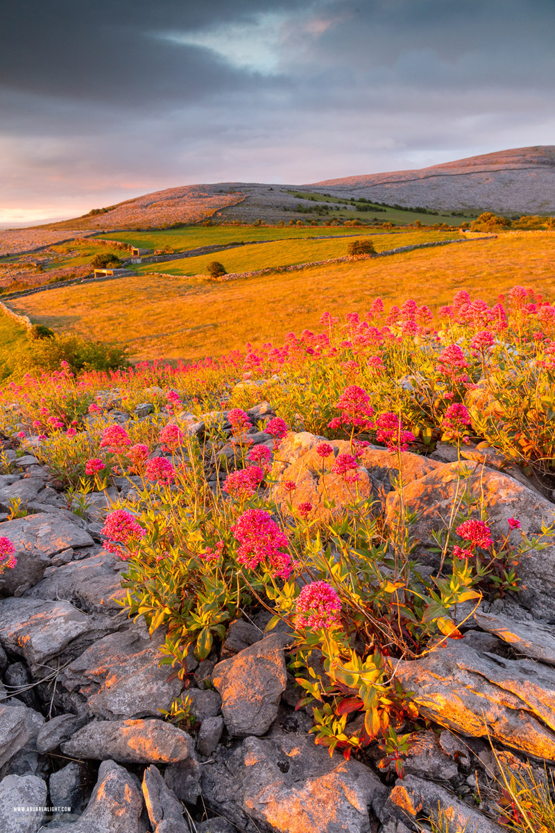 Abbey Hill Burren Clare Ireland - abbey hill,flower,may,spring,sunrise,golden,hills,valerian