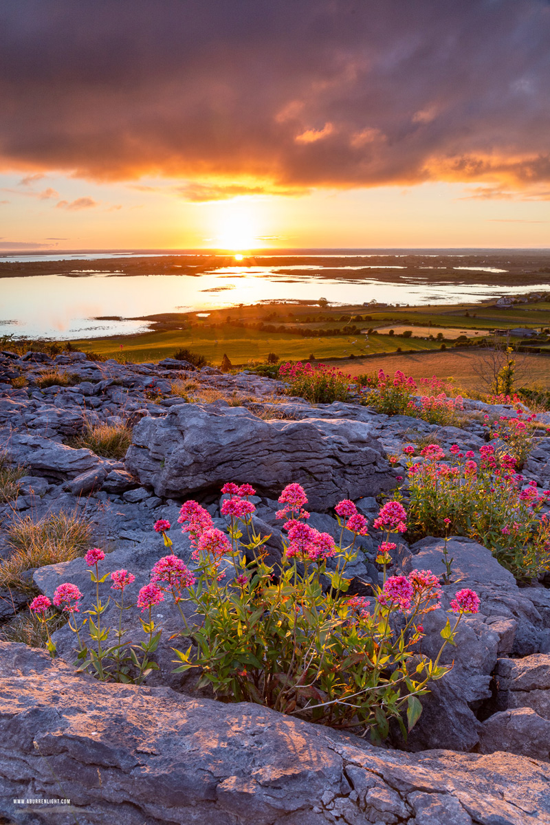 Abbey Hill Burren Clare Ireland - abbey hill,flower,may,spring,sunrise,sunstar,portfolio,hills,valerian,golden