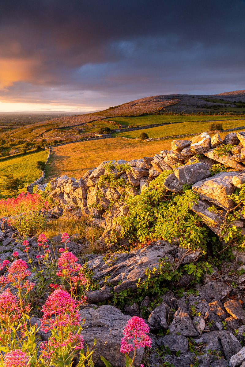 Abbey Hill Burren Clare Ireland - abbey hill,flower,may,spring,sunrise,golden,hills,valerian