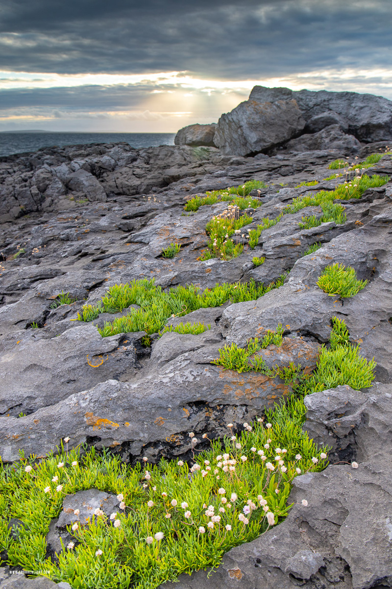 Ballyreane Fanore Clare Ireland - ballyreane,fanore,flowers,july,summer,sunset,coast