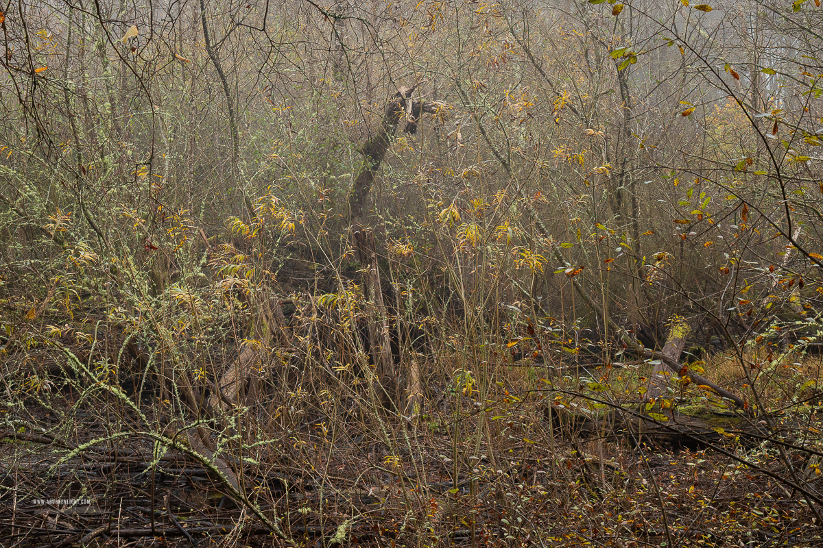 Coole Park Gort Galway Ireland - autumn,coole,lowland,minimal,november,woods,pick-lowland