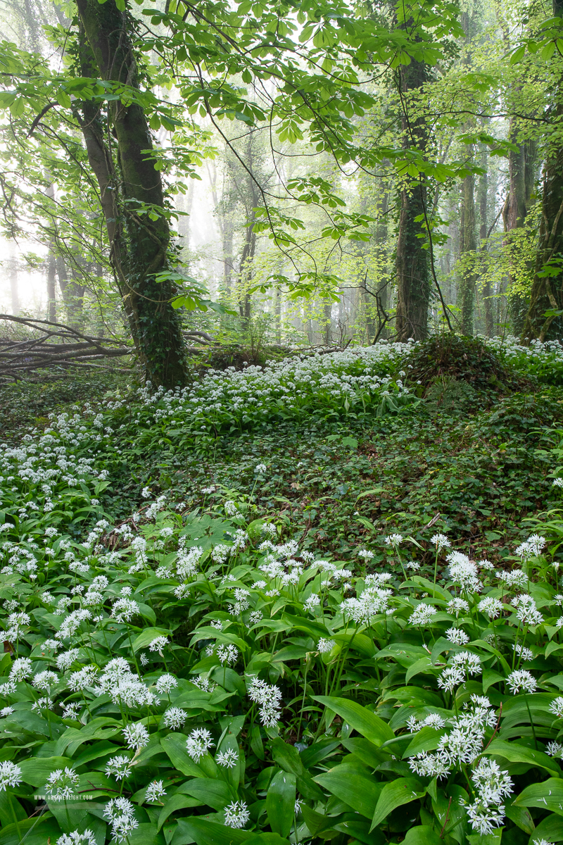 Coole Park Gort Galway Ireland - april,coole,flower,garlic,gort,limited,lowland,mist,pick-lowland,portfolio,spring,woodland,monthly-pick