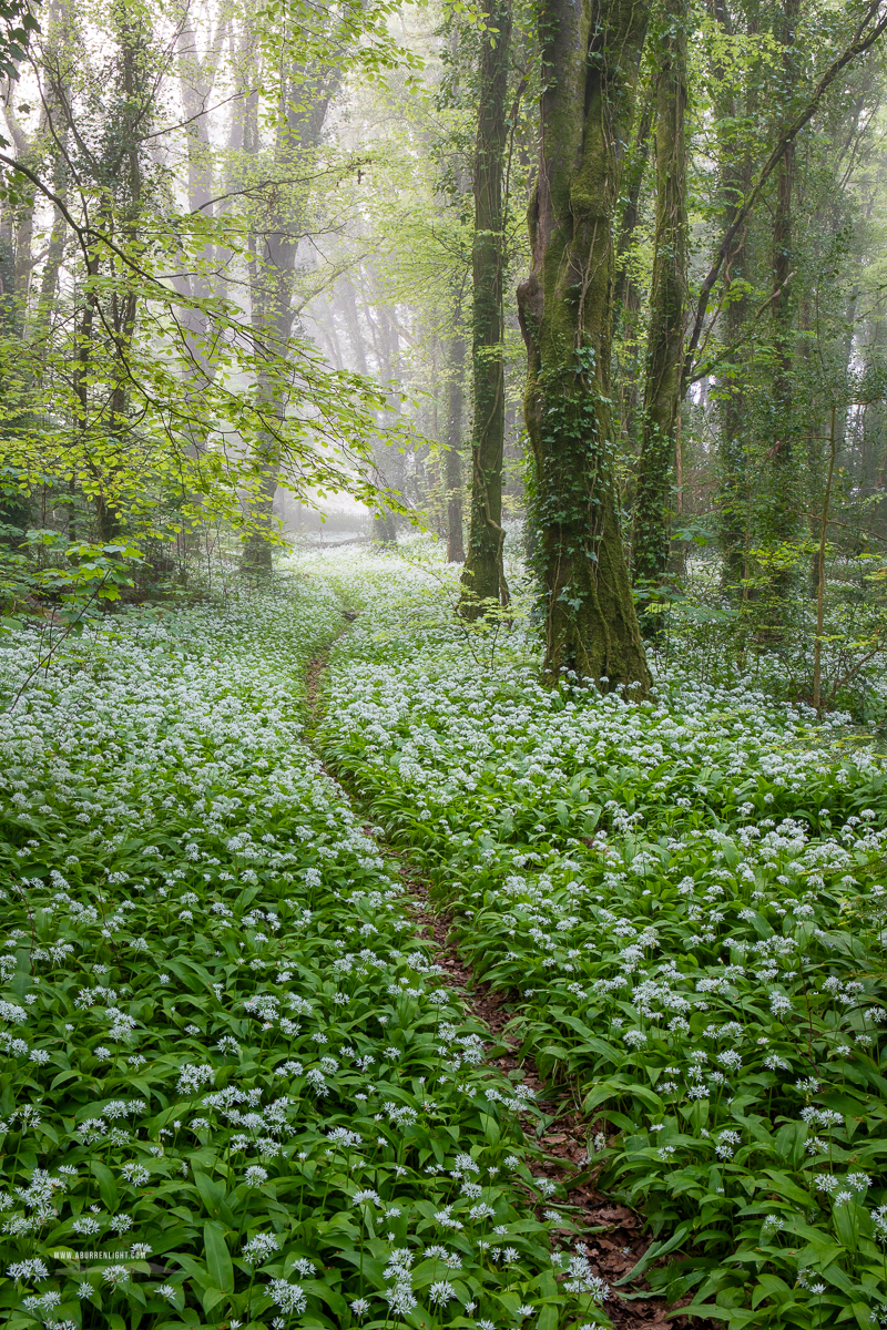 Coole Park Gort Galway Ireland