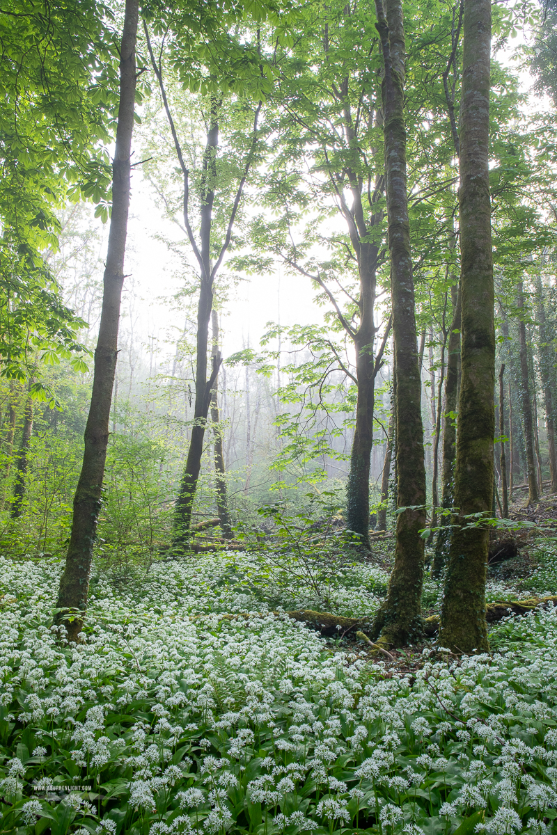 Coole Park Gort Galway Ireland - april,coole,flower,garlic,gort,lowland,mist,pick-lowland,spring,woodland