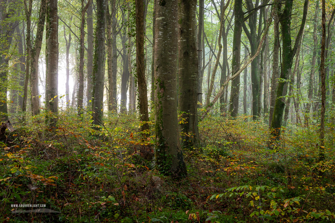 Coole Park Gort Galway Ireland - autumn,coole,mist,october,woods,lowland