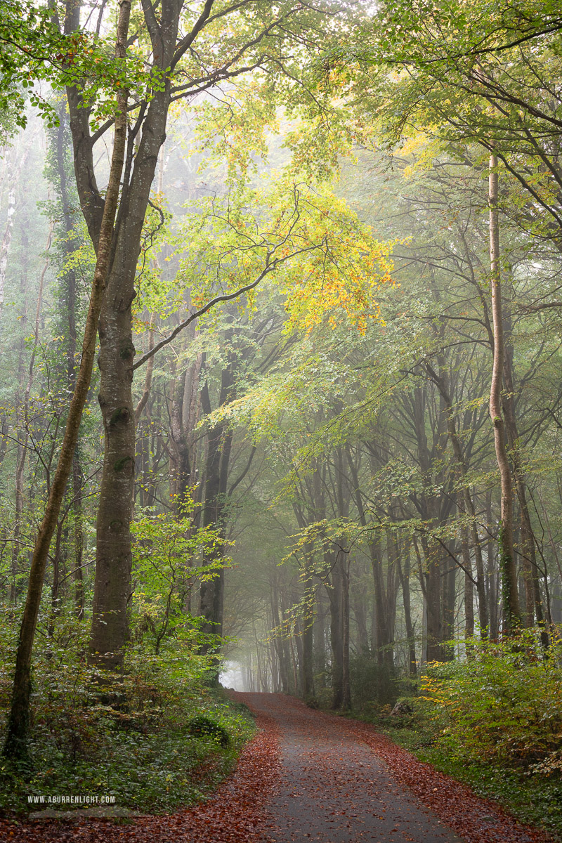 Coole Park Gort Galway Ireland - autumn,coole,mist,october,woods,portfolio,lowland