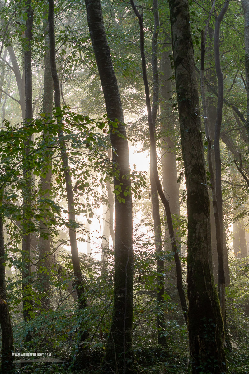 Coole Park Gort Galway Ireland - autumn,coole,mist,october,woods,lowland