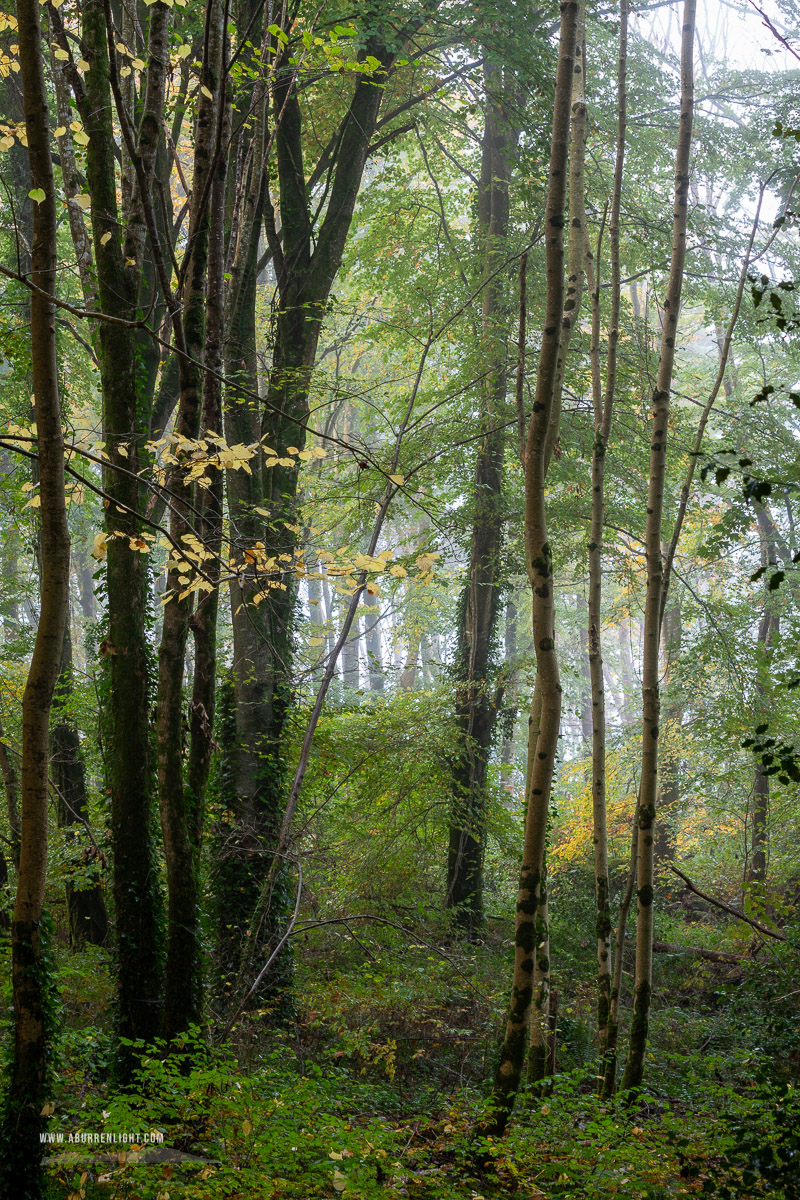 Coole Park Gort Galway Ireland - autumn,coole,mist,october,woods,lowland