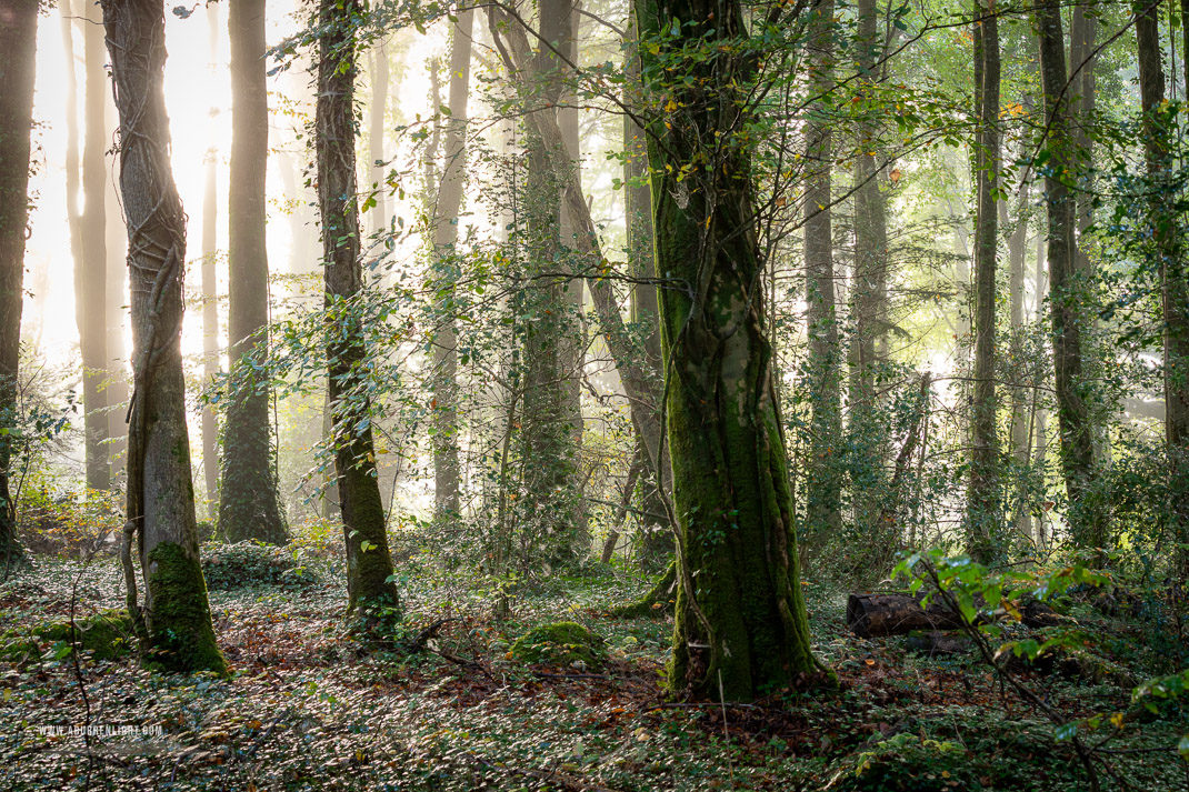 Coole Park Gort Galway Ireland - autumn,coole,mist,october,woods,portfolio,lowland