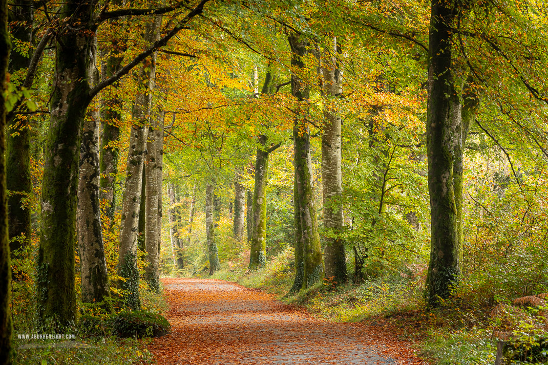 Coole Park Gort Galway Ireland - autumn,coole,october,trees,woods,lowland