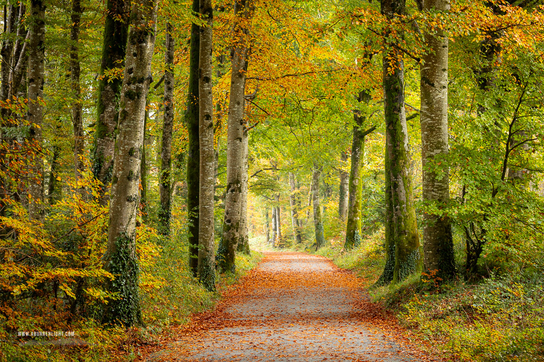 Coole Park Gort Galway Ireland - autumn,coole,october,trees,woods,lowland