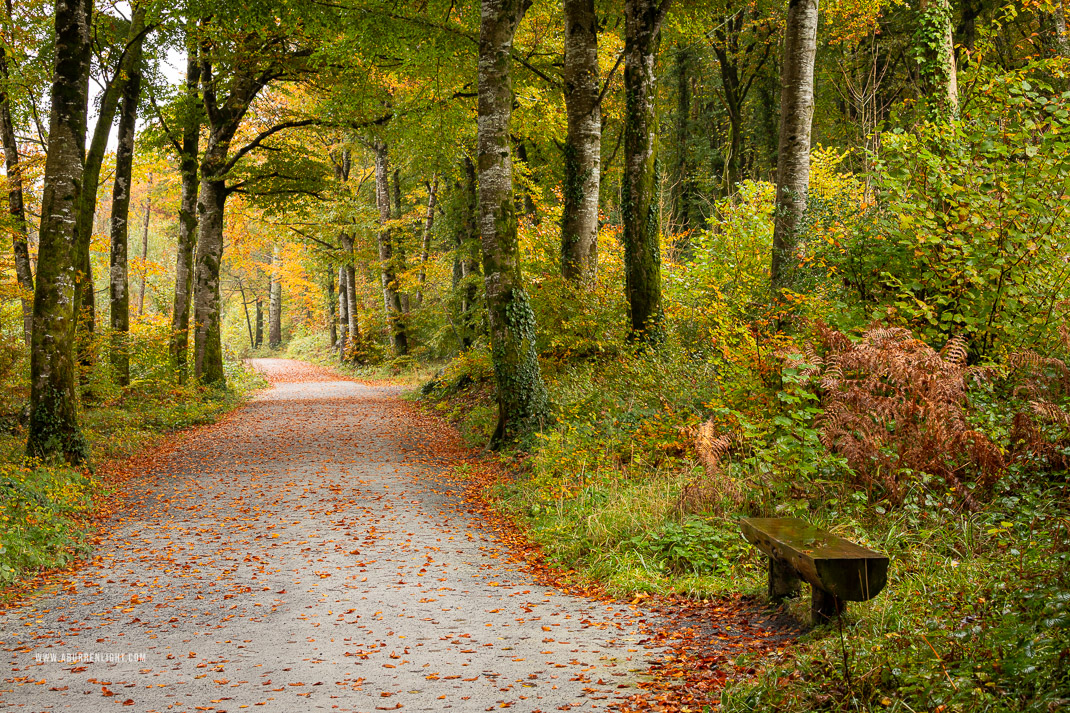 Coole Park Gort Galway Ireland - autumn,coole,october,trees,woods,lowland