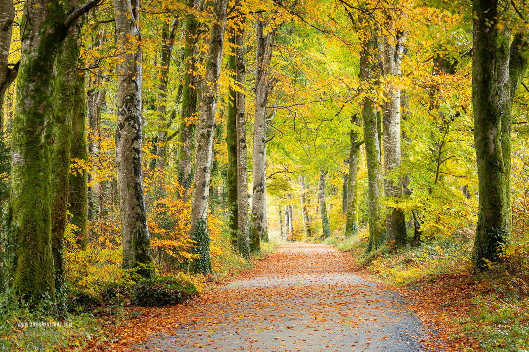 Coole Park Gort Galway Ireland - autumn,coole,november,trees,woods,lowland,golden