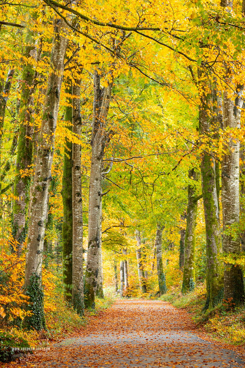 Coole Park Gort Galway Ireland - autumn,coole,november,trees,woods,portfolio,lowland,golden