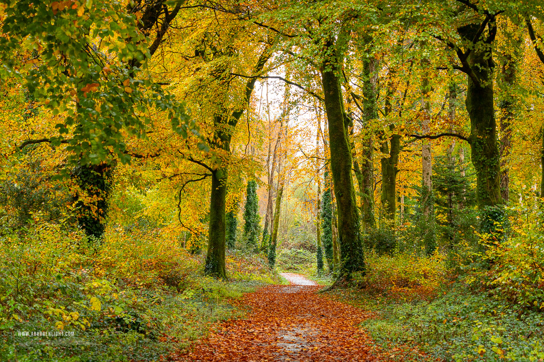 Coole Park Gort Galway Ireland - autumn,coole,november,trees,woods,lowland,golden