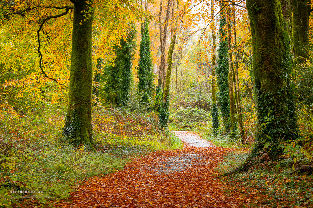 Coole Park Gort Galway Ireland - autumn,coole,november,trees,woods,lowland