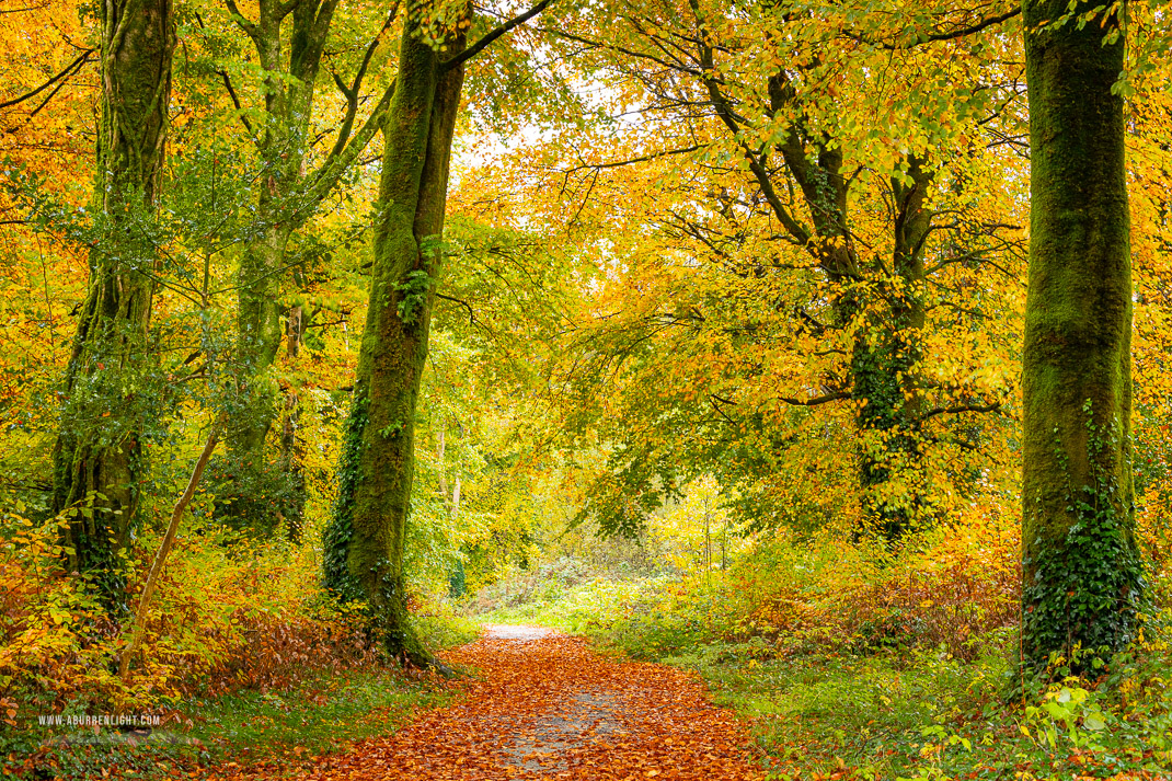 Coole Park Gort Galway Ireland - autumn,coole,november,trees,woods,lowland