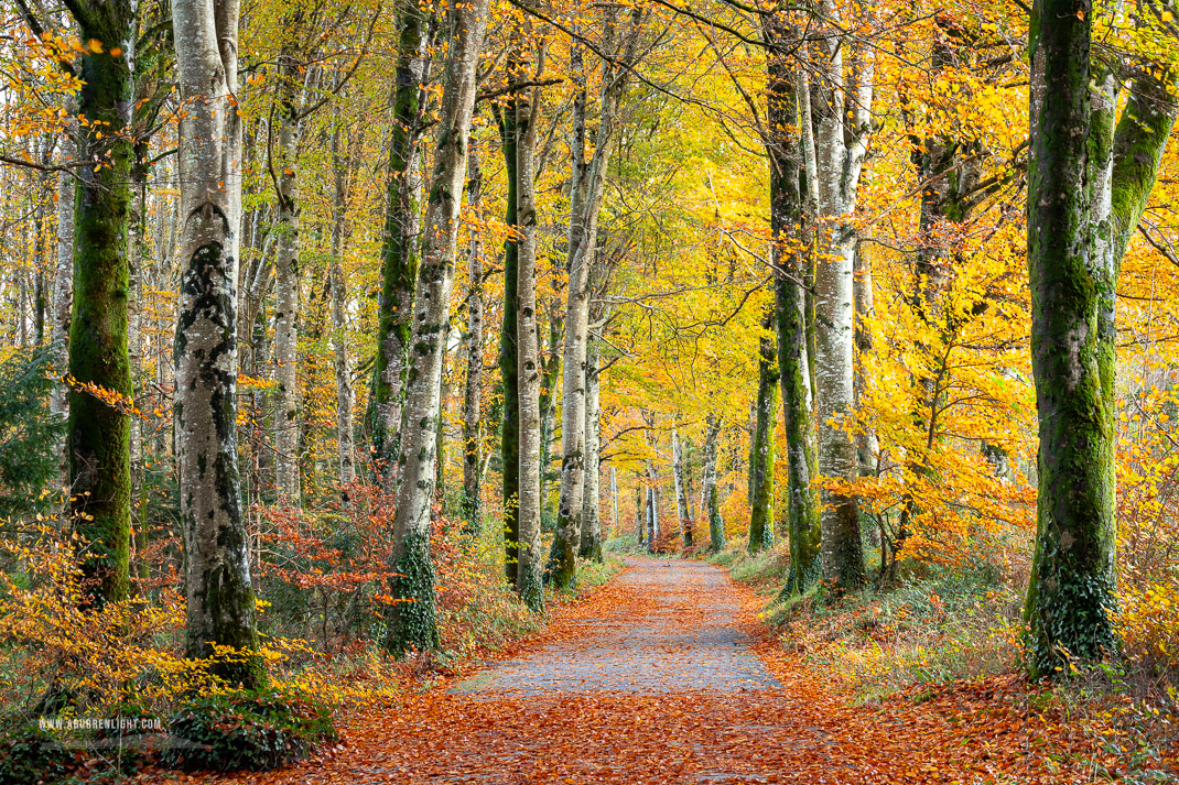 Coole Park Gort Galway Ireland - autumn,coole,november,trees,woods,lowland,golden