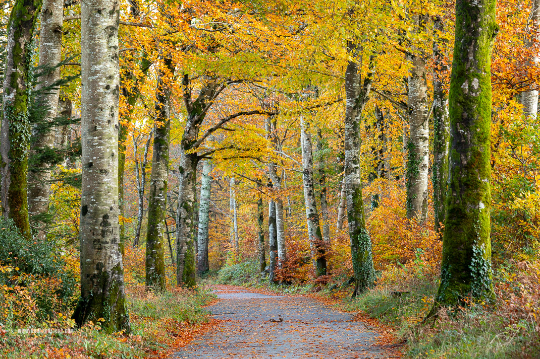 Coole Park Gort Galway Ireland - autumn,coole,november,trees,woods,lowland,golden