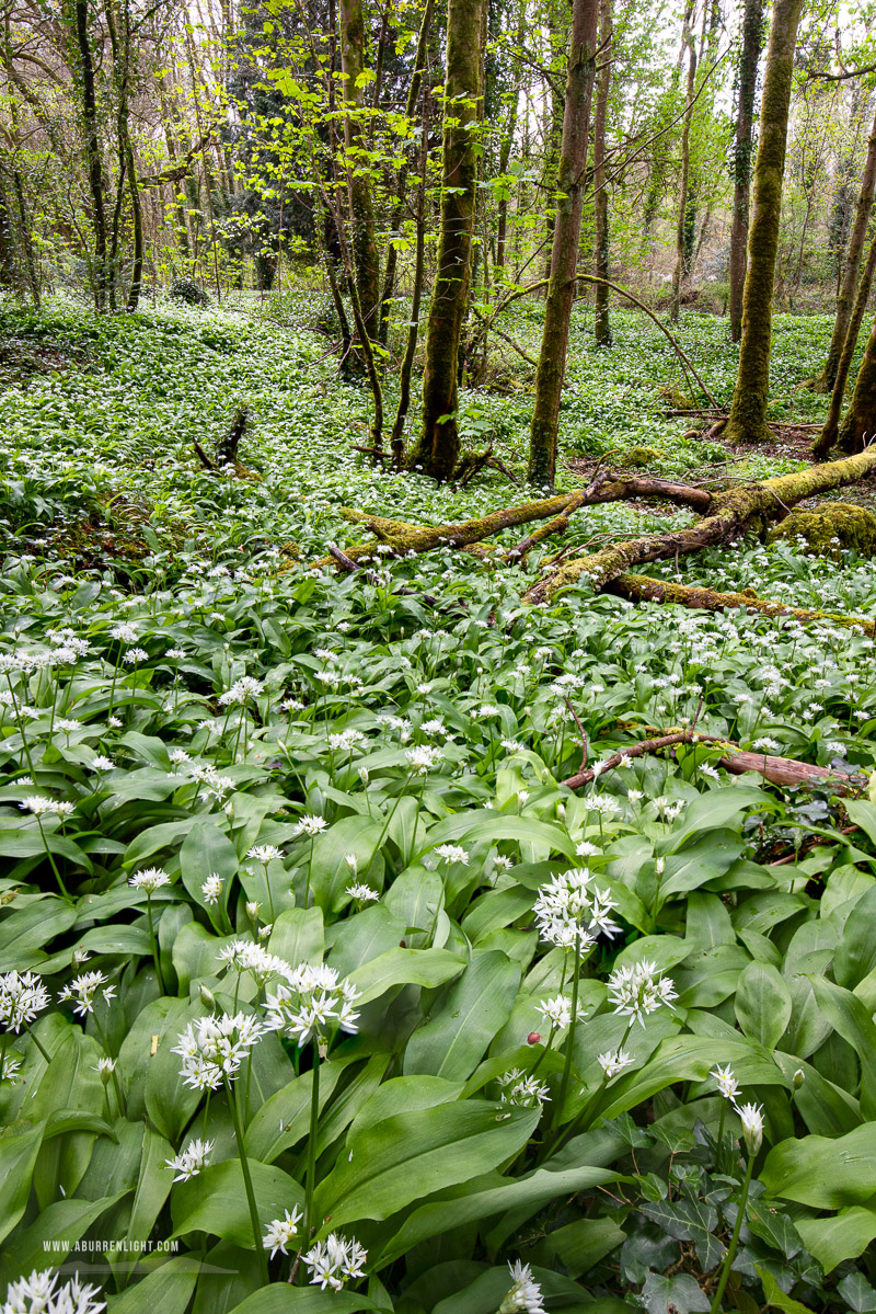 Coole Park Gort Galway Ireland - april,coole,flowers,garlic,green,lowland,spring,wood