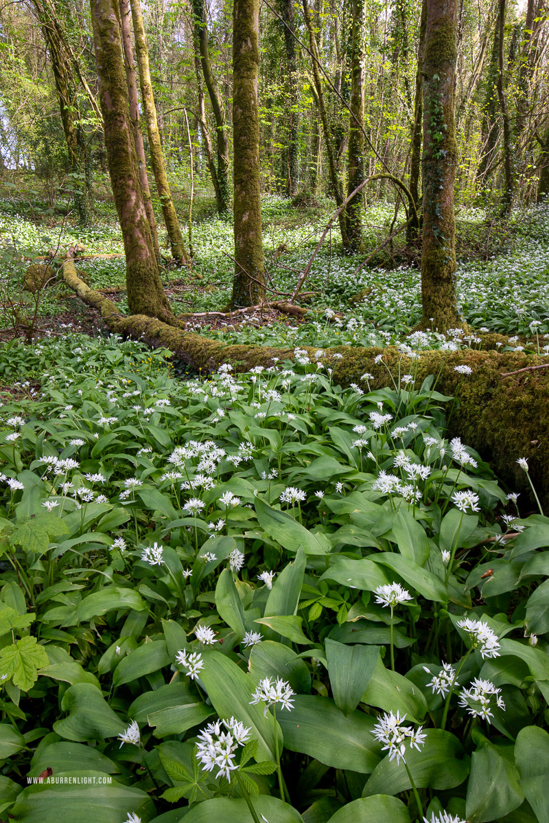 Coole Park Gort Galway Ireland - april,coole,flowers,garlic,green,lowland,spring,wood