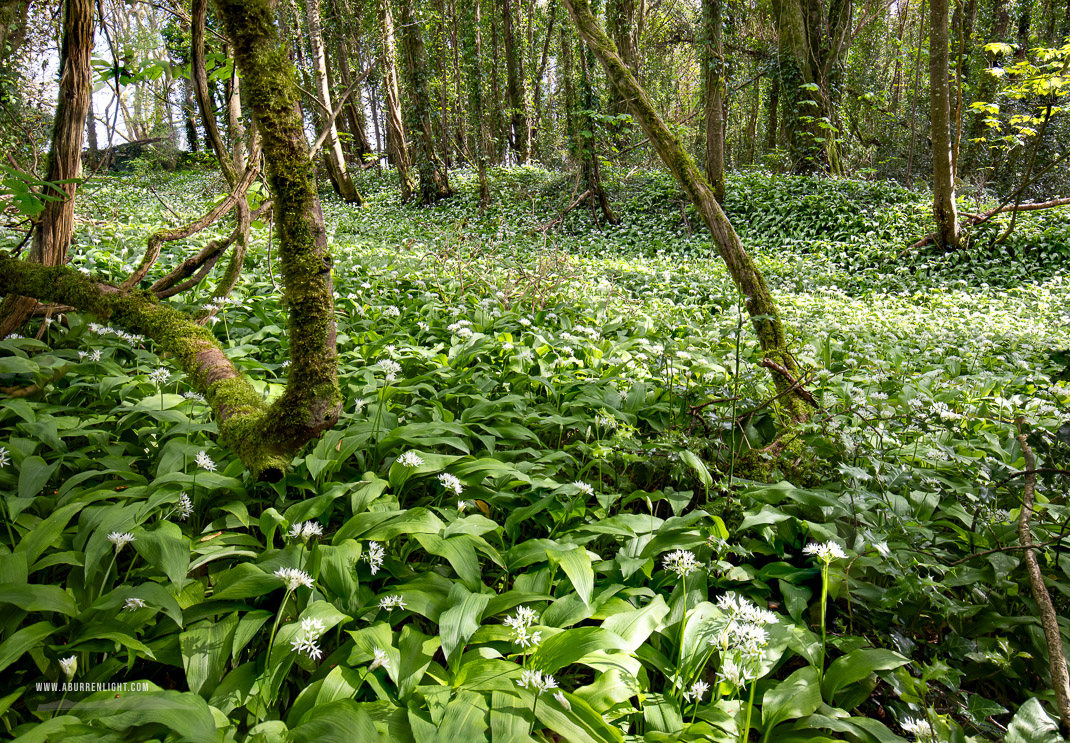 Coole Park Gort Galway Ireland - april,coole,flowers,garlic,green,lowland,spring,wood