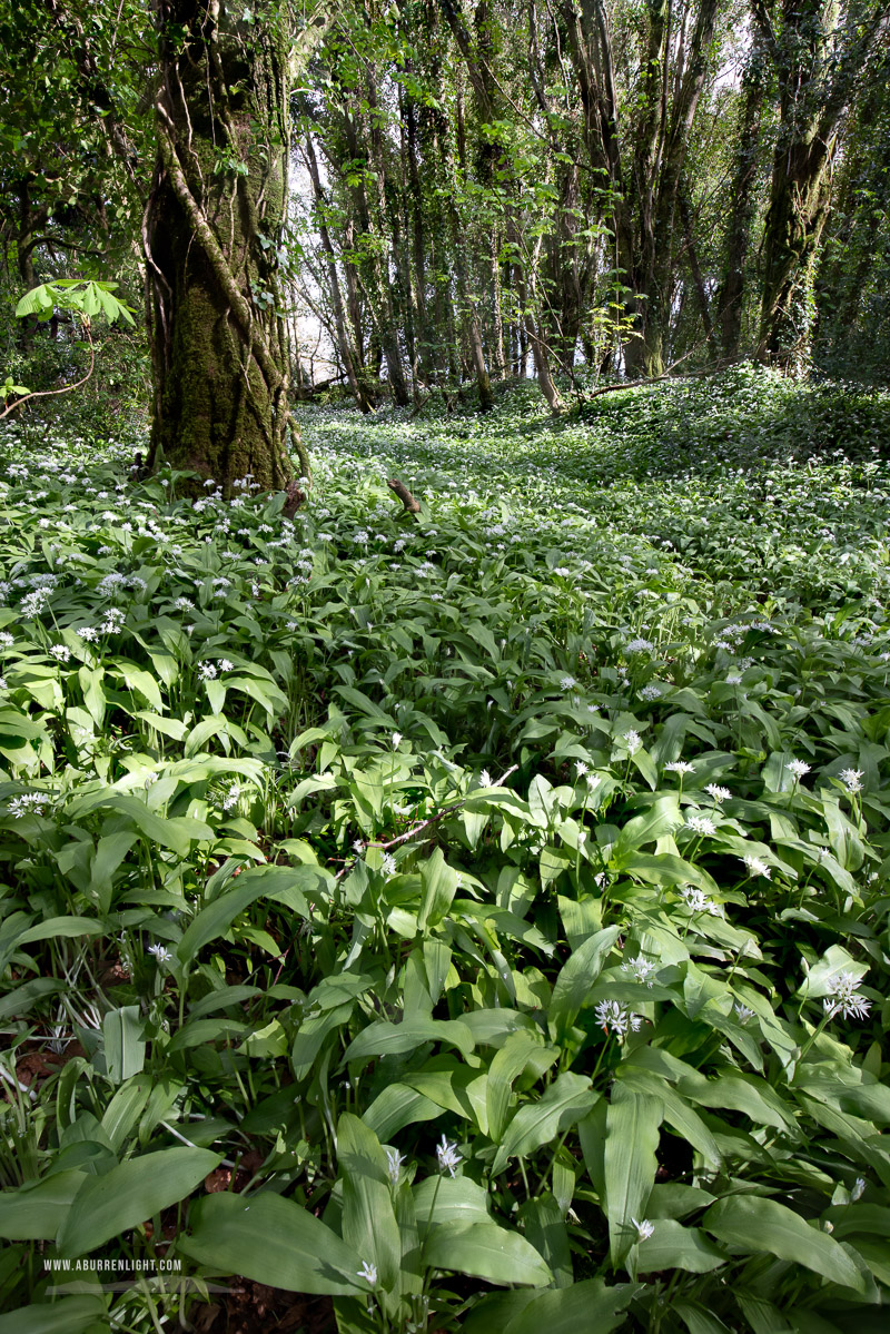 Coole Park Gort Galway Ireland - april,coole,flowers,garlic,green,lowland,spring,wood