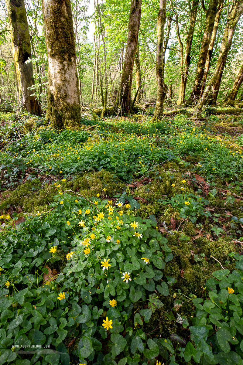 Coole Park Gort Galway Ireland - april,coole,flowers,green,lowland,spring,wood