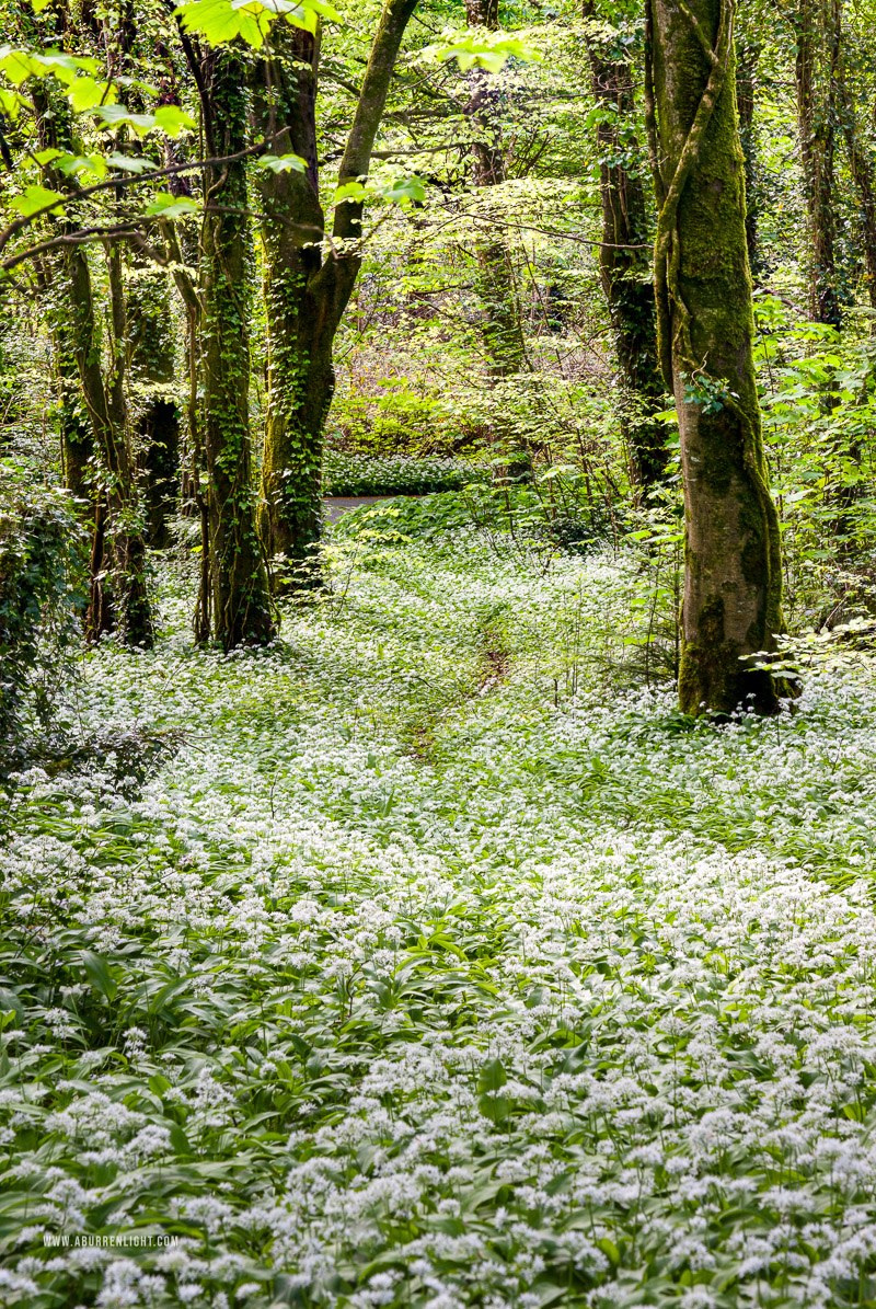 Coole Park Gort Galway Ireland - april,coole,flowers,garlic,spring,wood,portfolio