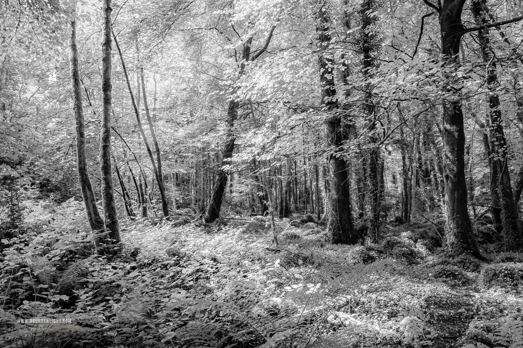 Coole Park Gort Galway Ireland - monochrome,coole,july,lowland,summer,woods