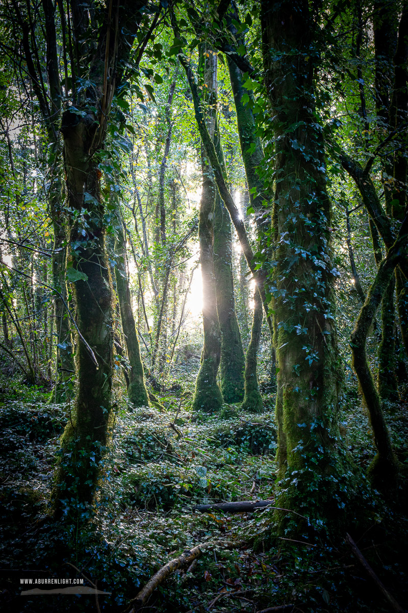 Coole Park Gort Galway Ireland - autumn,coole,lowland,october,woods,portfolio