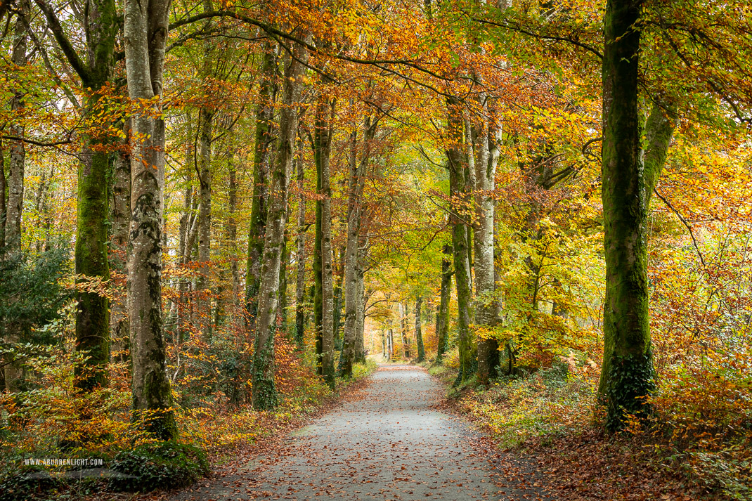 Coole Park Gort Galway Ireland - autumn,coole,gort,lowland,october,woods