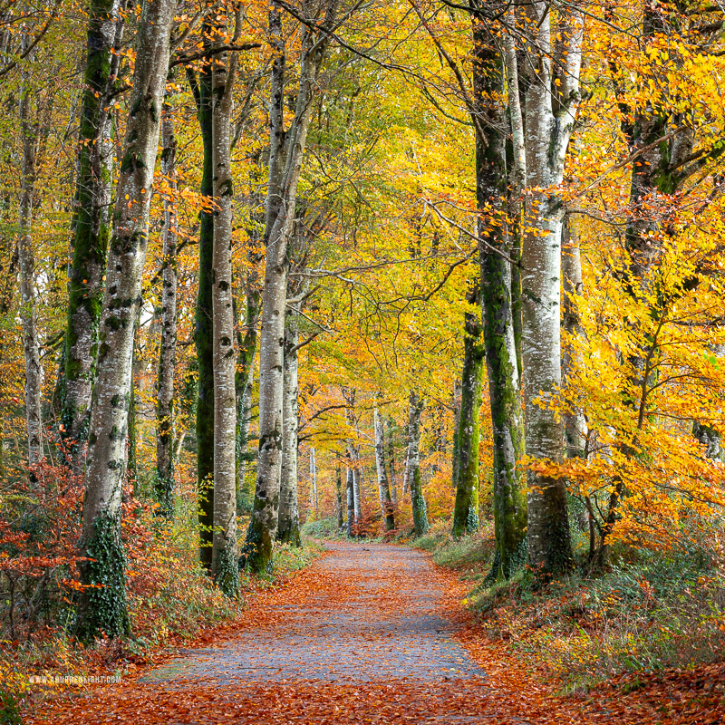 Coole Park Gort Galway Ireland - autumn,coole,lowlands,november,square,trees,woods