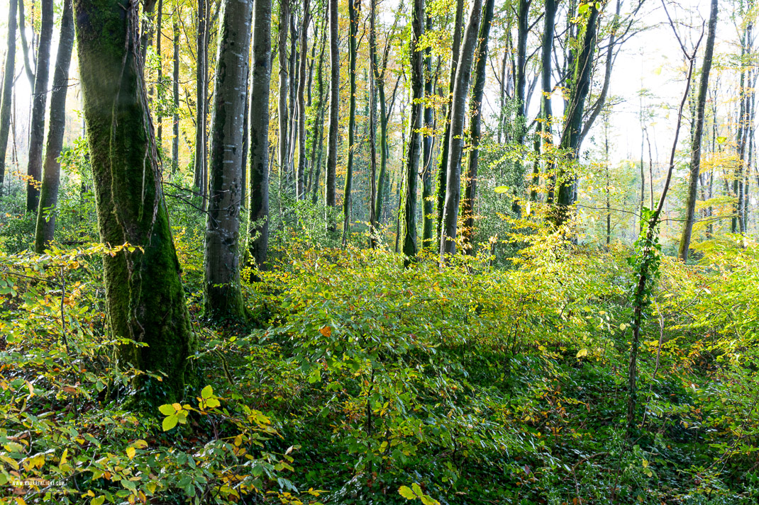 Coole Park Gort Galway Ireland - autumn,coole,november,woods,lowland