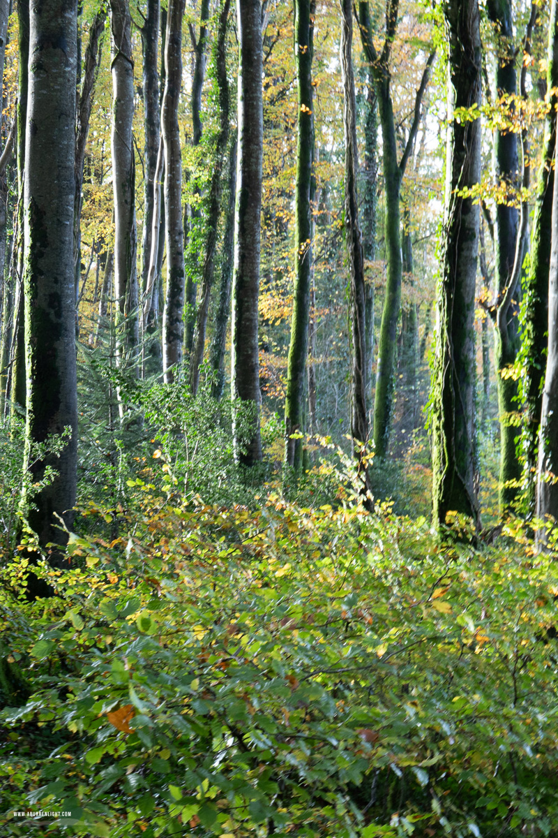 Coole Park Gort Galway Ireland - autumn,coole,november,woods,lowland