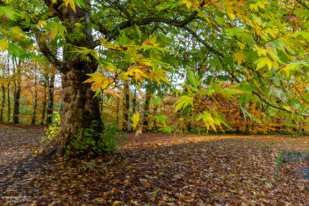 Coole Park Gort Galway Ireland - autumn,coole,november,woods,lowland