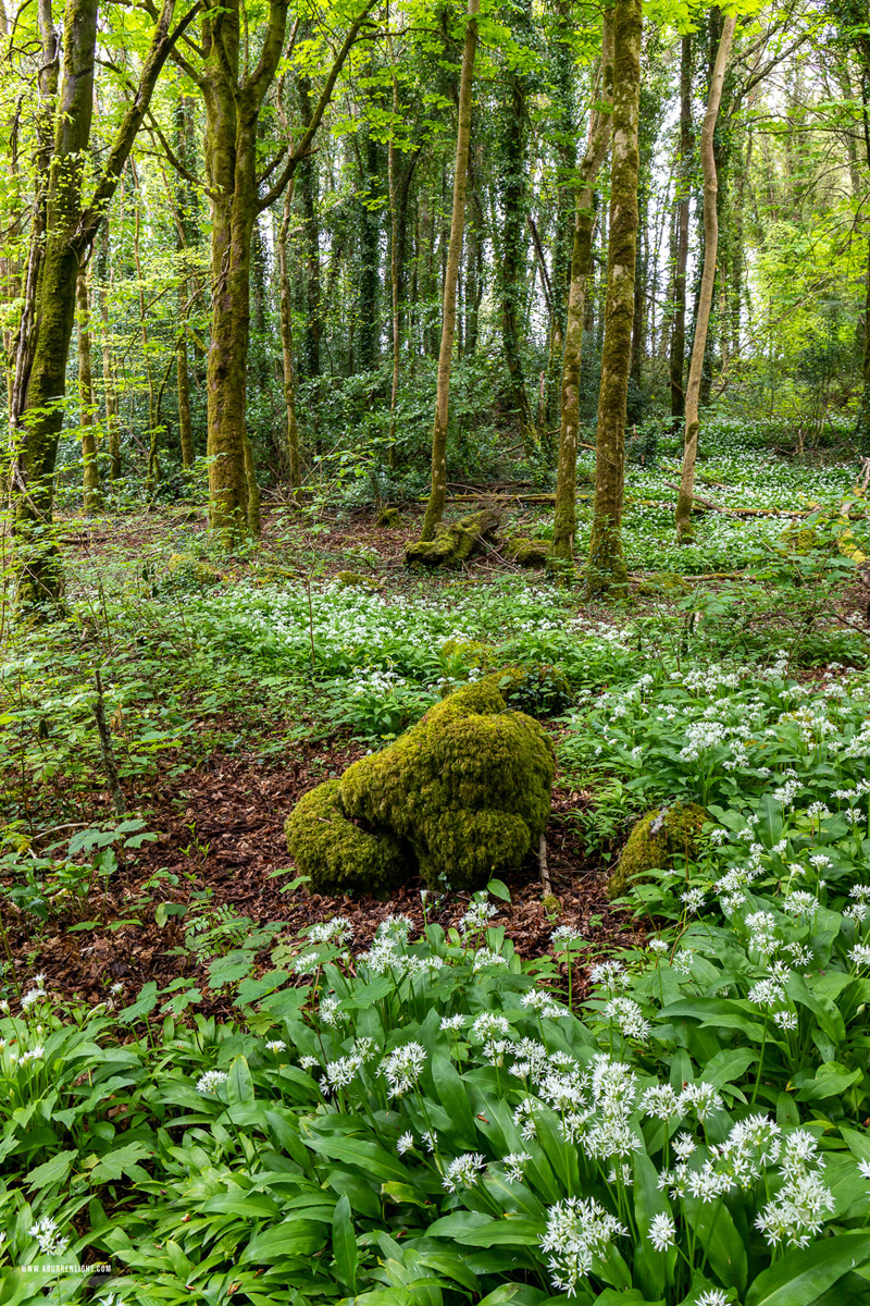 Coole Park Gort Galway Ireland - april,coole,flower,garlic,spring,portfolio,green.lowland