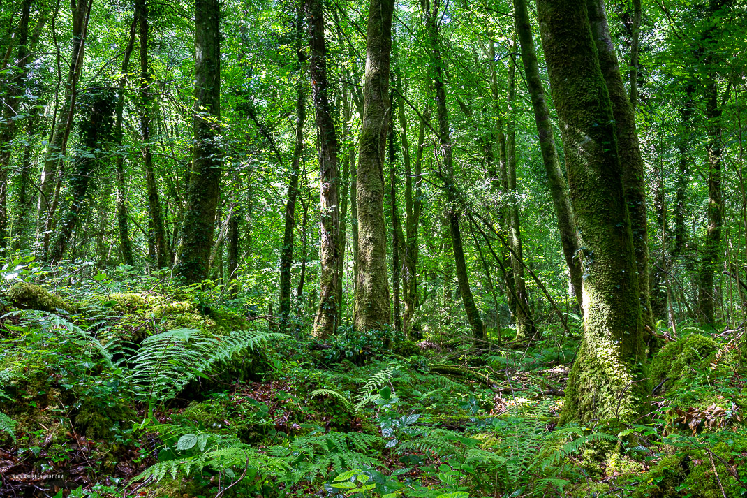 Coole Park Gort Galway Ireland - coole,july,summer,trees,woods,green,lowland