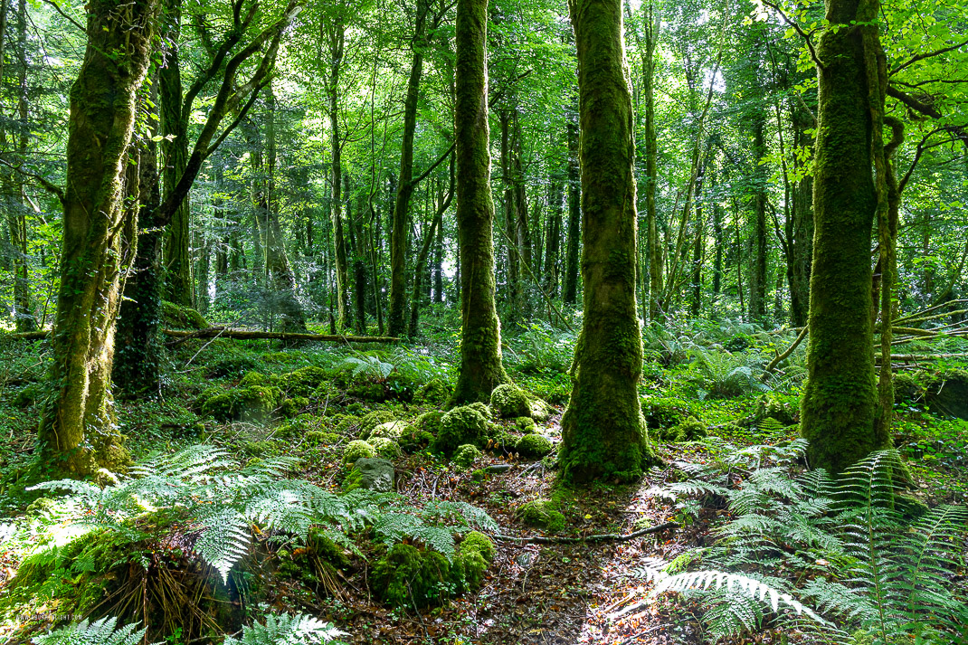 Coole Park Gort Galway Ireland - coole,july,summer,woods,green,lowland