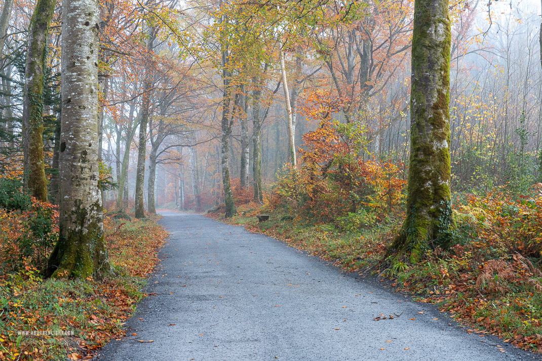 Coole Park Gort Galway Ireland - autumn,coole,myst,november,woods,lowland