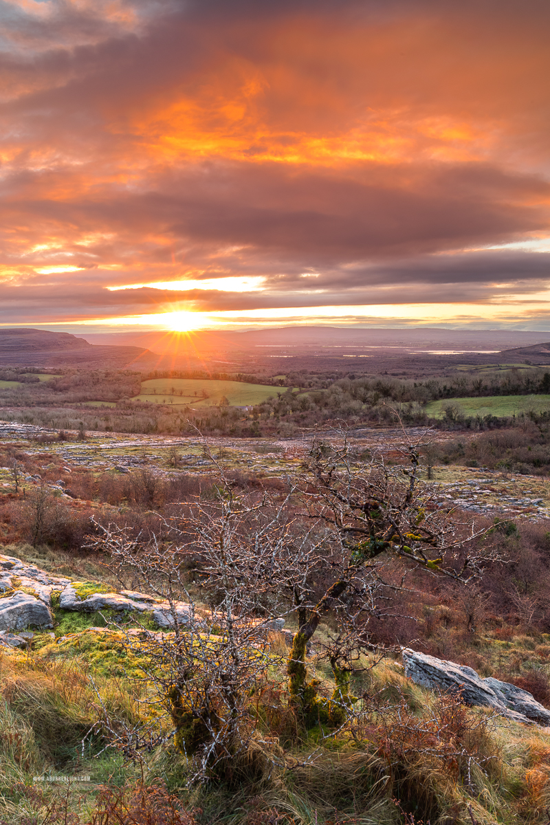Fahee North Carron Burren East Clare Ireland - fahee,lone tree,march,orange,sunrise,sunstar,winter