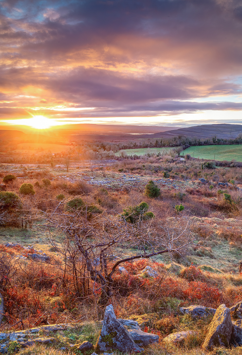 Fahee North Carron Burren East Clare Ireland - fahee,frost,golden,lone tree,march,,pick-hills,portfolio,sunrise,sunstar,winter