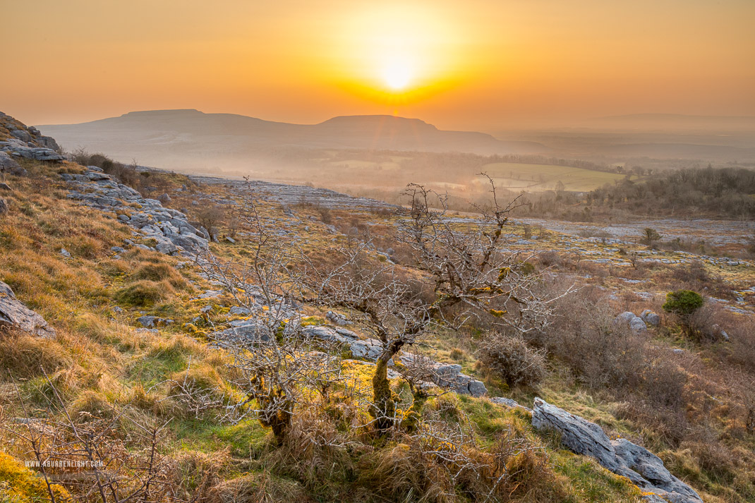 Fahee North Carron Burren East Clare Ireland - fahee,golden hour,limited,lone tree,march,mist,spring,sunrise,portfolio,hills