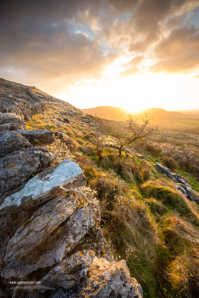 Fahee North Carron Burren East Clare Ireland - april,fahee,lone tree,spring,sunrise,wall,hills,golden